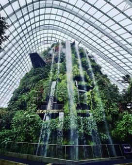 Cloud forest Cloud forest の写真