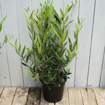 オリーブ ひなかぜ の鉢植え オリーブ ひなかぜ の鉢植え オリーブ,苗木,鉢植えの写真素材