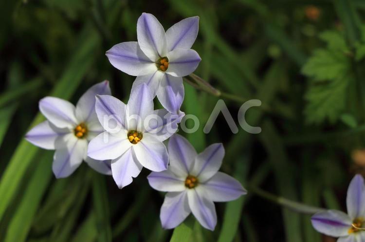 道端に咲くハナニラ ハナニラ,花,花びらの写真素材