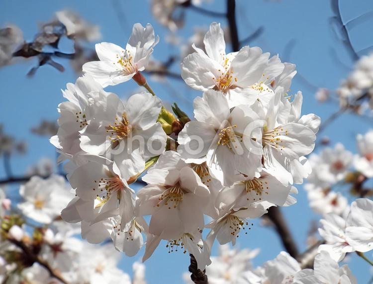 【桜の写真】桜が咲く風景 桜,さくら,サクラの写真素材