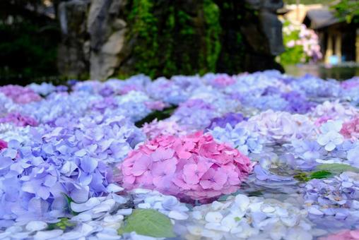 水面に咲く紫陽花 水面に咲く紫陽花の写真