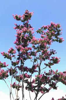 サルスベリの木花の写真