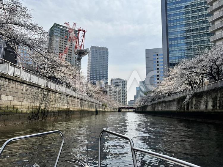 目黒川の桜 桜,クルージング,春の写真素材