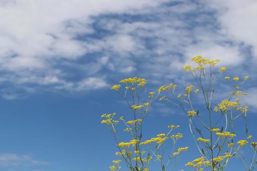 秋の空に背伸びするように映える女郎花 秋の空に背伸びするように映える女郎花 女郎花,オミナエシ,花の写真素材