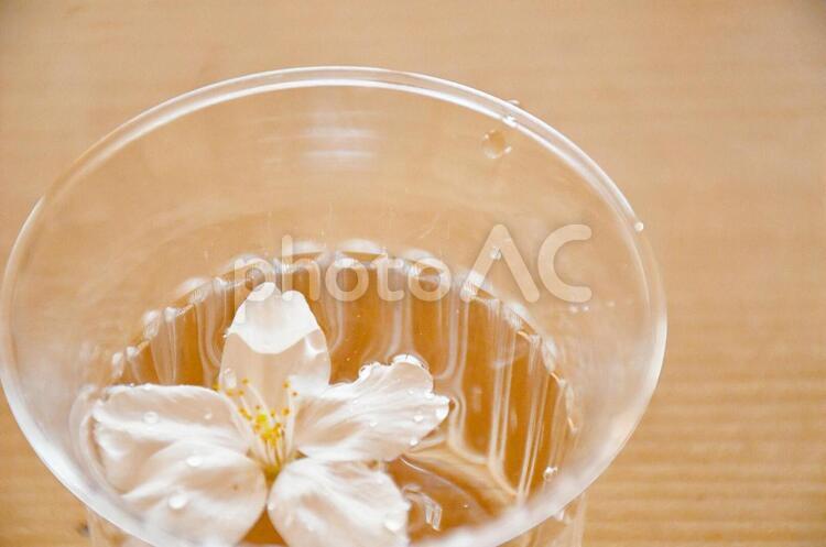 水に浮かべた桜 水に浮かべた,水,ナチュラルの写真素材