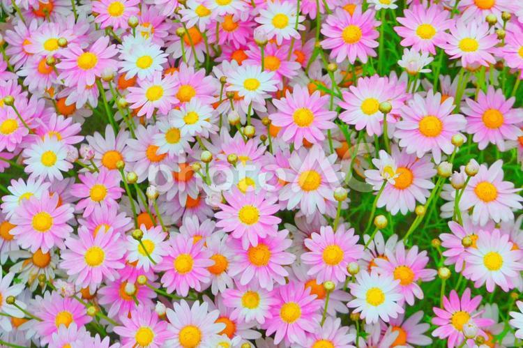 鮮やかな色のコスモス 花,花びら,花弁の写真素材