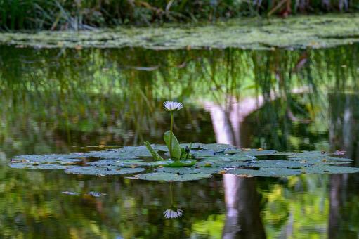 睡蓮 池,リフレクション,睡蓮の写真素材