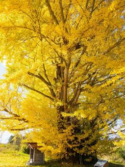 白幡のいちょう⒆ イチョウ,黄葉,晩秋の写真素材
