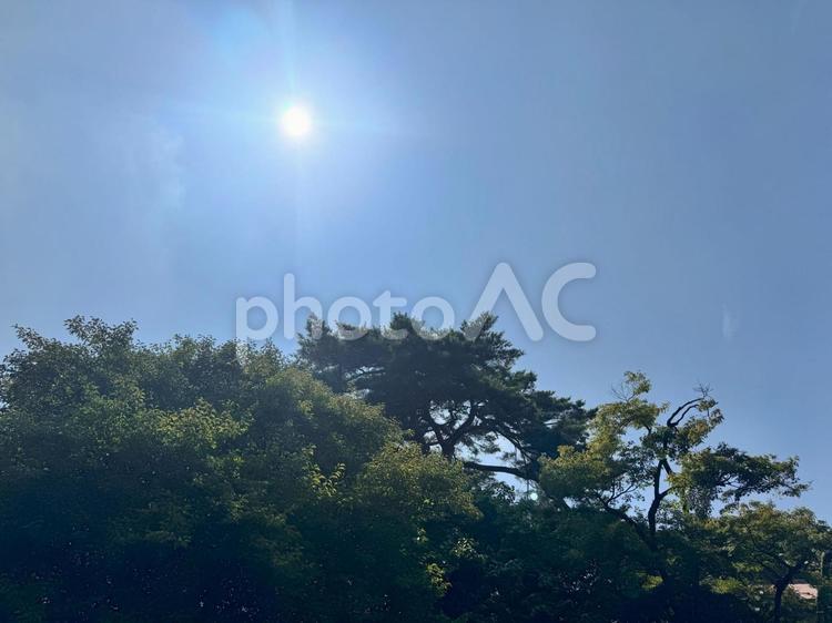 夏の空と木と太陽2 夏,空,太陽の写真素材