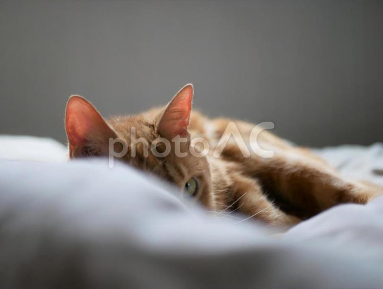 ちらっと見る猫 茶トラ,ちゃとら,茶色の写真素材