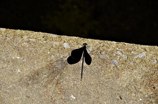 川辺のハグロトンボ ハグロトンボ,羽黒蜻蛉,ホソホソトンボの写真素材