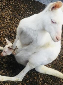 Photo, kangaroo, fureai ranch, animal, 