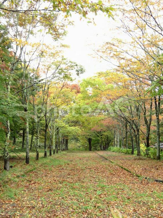 秋の小道（２） 秋,白樺,小道の写真素材