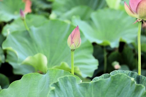 Photo, lotus, a lotus, pink flowers, 