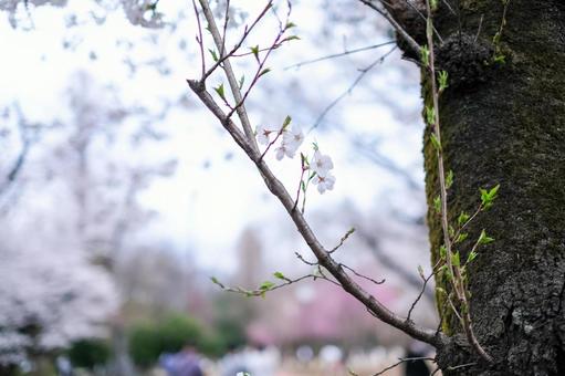 Cherry blossoms at Bessho Numa Park, JPG