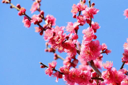かわいいピンクの梅の花　４ 梅,ピンク,正月の写真素材