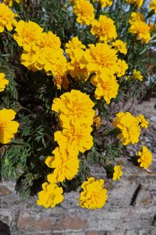黄色いマリーゴールド 黄色いマリーゴールドの写真