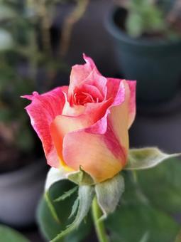 ベランダのバラ・シャルール ベランダのバラ・シャルール 薔薇,バラ,シャルールの写真素材