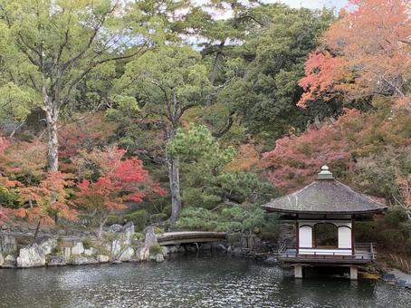 初紅葉 紅葉,西の丸庭園,鳶魚閣の写真素材