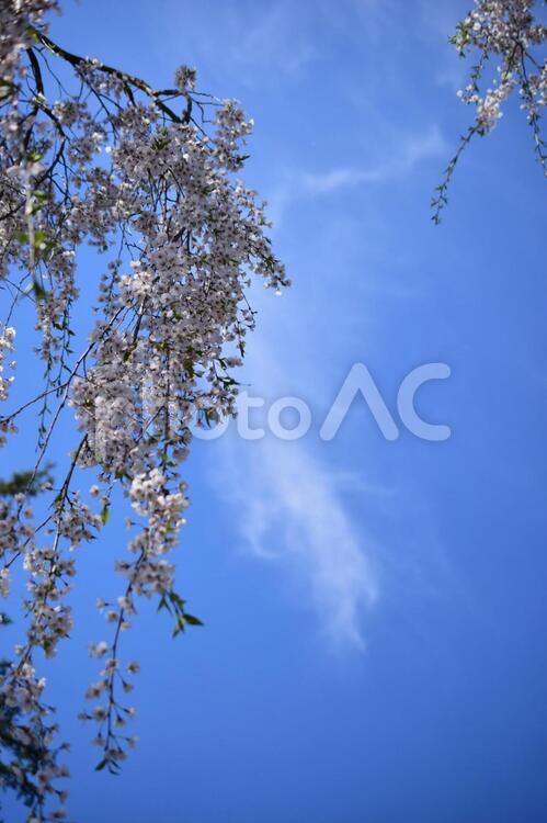 角館枝垂れ桜1 角館,枝垂れ桜,桜の写真素材