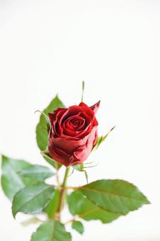 赤い薔薇 薔薇,バラ,赤の写真素材