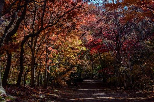 紅葉 紅葉の写真