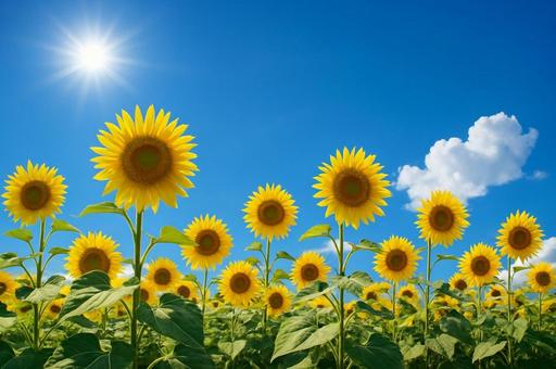 青空とひまわり畑の夏景色・花畑・夏休み 青空とひまわり畑の夏景色・花畑・夏休みの写真