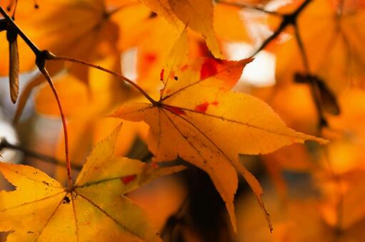 室生寺 室生寺,女人高野,紅葉の写真素材