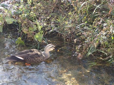 水面に浮かぶカルガモ カルガモ,鴨,水面の写真素材