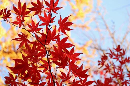 青空と紅葉 秋,赤,11月の写真素材