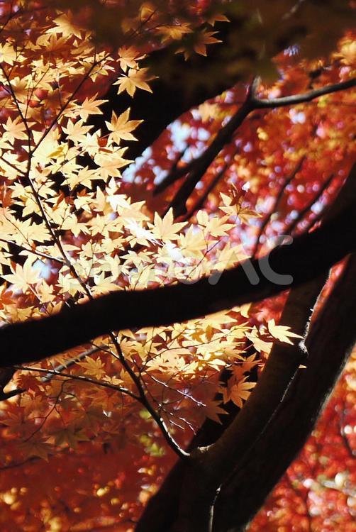 秋の風景 秋,紅葉,もみじの写真素材
