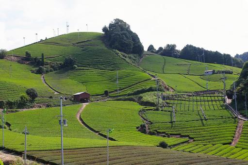 茶畑の風景 茶畑の風景 茶畑,風景,光景の写真素材