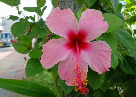 ブッソウゲ ブッソウゲ ブッソウゲ,仏桑花,扶桑花の写真素材
