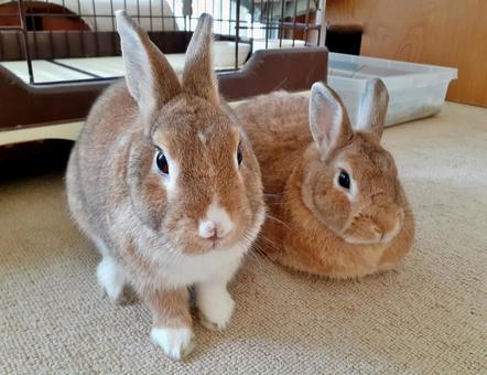 茶色のウサギ＊多頭飼育＊仲良し うさぎ,多頭飼育,多頭飼いの写真素材
