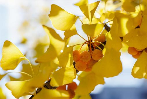 銀杏 銀杏,ギンナン,ぎんなんの写真素材