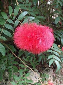 沖縄で見つけた赤い花 沖縄で見つけた赤い花の写真