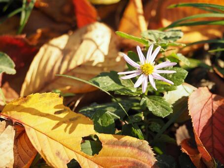 落ち葉と野菊 落ち葉,枯れ葉,菊の写真素材