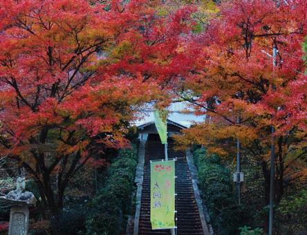 お寺と紅葉 お寺と紅葉の写真