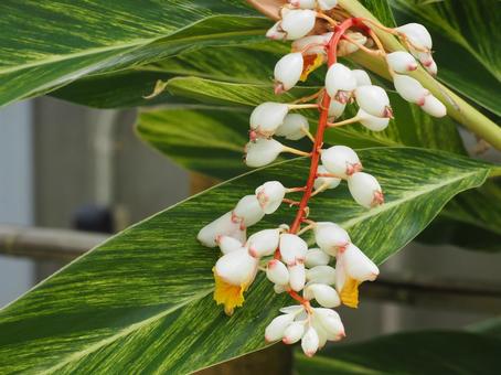 熱帯植物 キフゲットウの花② 熱帯植物 キフゲットウの花② 月桃,花,白い花の写真素材
