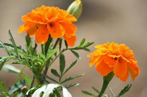 オレンジ色のお花 オレンジ色のお花の写真