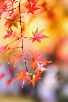 鮮やかな秋の紅葉 鮮やかな秋の紅葉の写真