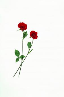 Rose flower 1, JPG