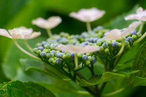 紫陽花 紫陽花の写真