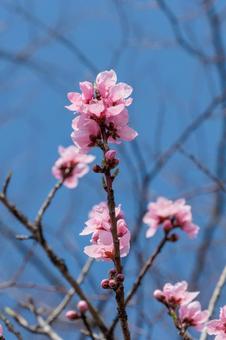 青空に映える桃の花の写真