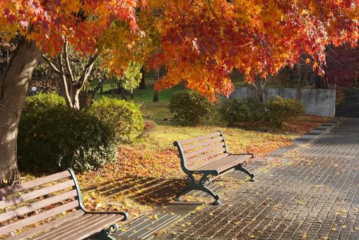 紅葉の下 紅葉の下の写真