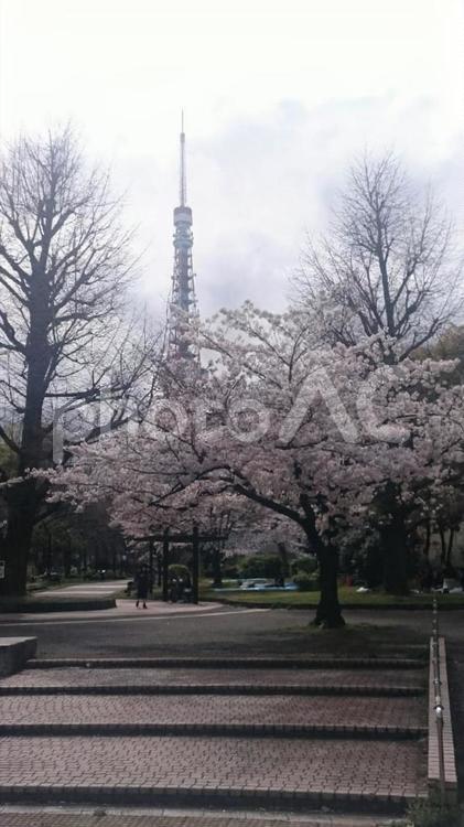 芝公園の桜と東京タワーと空 桜,春,東京タワーの写真素材