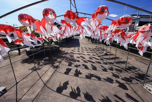 金魚ちょうちん祭り 金魚ちょうちん祭り 金魚ちょうちん祭り,柳井金魚ちょうちん祭り,金魚ちょうちんの写真素材
