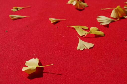 イチョウ 祖父江町,銀杏,黄色の写真素材