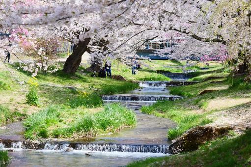 観音寺川の桜並木 観音寺川の桜並木の写真
