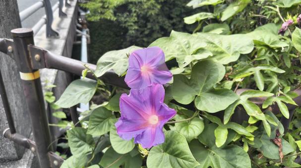 たぶん「ヘブンリーブルー」の写真